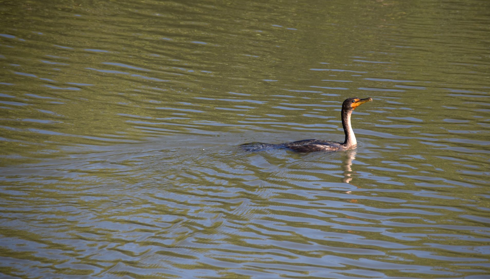 Cormorant